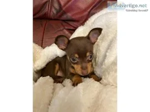 4 chihuahua puppies (ready to leave now)