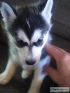 Siberian husky puppies
