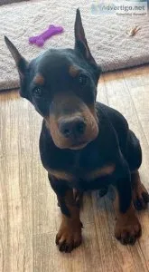 doberman pinscher