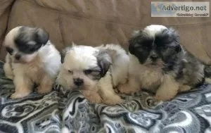 YTJTRJ HGFJYTT Shih Tzu puppies