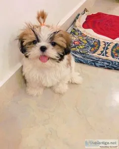 MALE AND FEMALE  SHIH TZU PUPPIES FOR CHRISTMAS