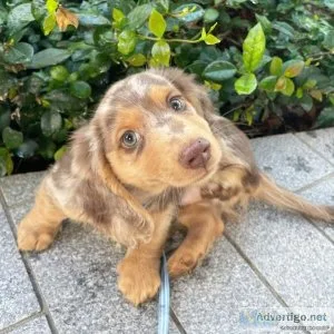 MALE AND FEMALE DACHSHUND PUPPIES FOR CHRISTMAS