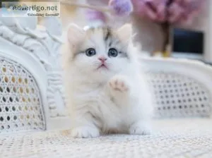 Munchkin kittens