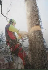 Elite Tree Experts LLC