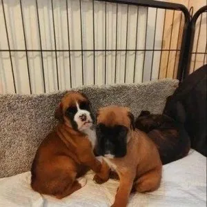 Boxer puppies