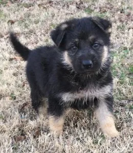 Loyalm Brillian excellent tempered pure German Shepherd puppies