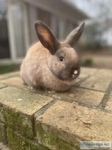 Purebred baby bunnies for sale