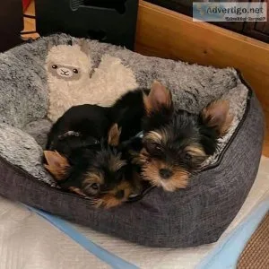 bhr  Yorkshire Terrier Puppies