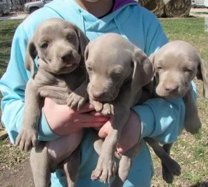 DSGSAG RHGR Weimaraner puppies