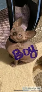 Hairless Sphynx kittens