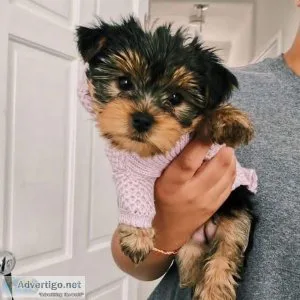 vgrtt  Yorkshire Terrier Puppies