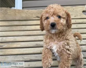 FDHFD GFJYR Labradoodle puppies
