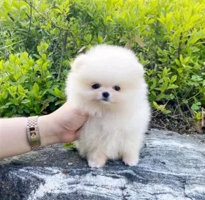 POMERANIAN PUPPY S FOR SALE