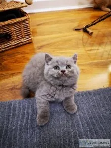 British shorthair chunky pedigree kittens - ready now