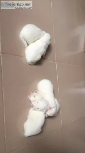 Dm if you need all types of pet