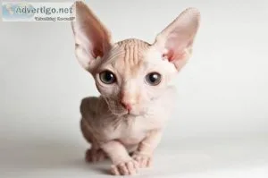 Sphynx Kittens Available for Sale