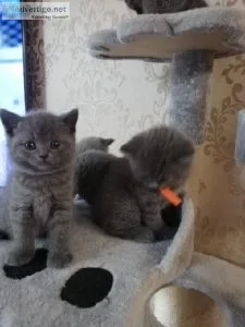 Xmas Chunky British Blue kittens for sale