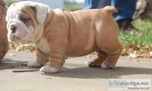 Kslxht Beautiful litter of Bulldog Puppies