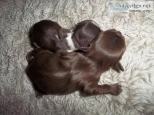 Full AKC Shih Tzu Puppies