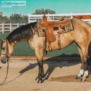 Horse for sale