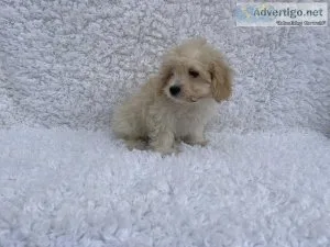 Maltipoo Puppies