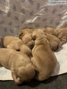 AKC Golden Retriever Puppies