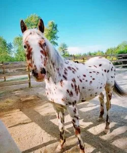 Horse for sale