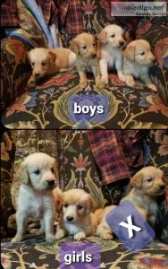 Golden retriever puppies 112922