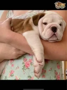 Pure Breed English Bulldog For Adoption