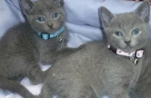 GHFTH RGHRT Russian Blue kittens