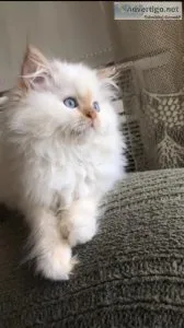 Ragdoll kittens