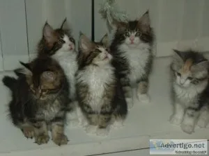 FGHRQS HGKKT Maine coon kittens