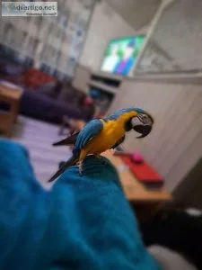 Amazingly Friendly Supertame Baby Blue and Gold Macaws