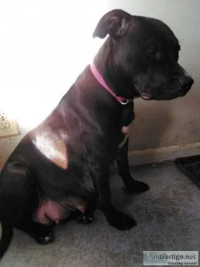 Cane Corso mixs puppies