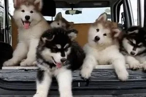 FDNFG GFHF Alaskan Malamute puppies