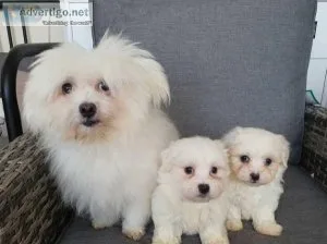 Lovely one in a million Gorgeous maltese pure breed puppies