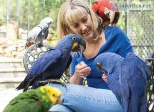ADULT AND BABY MACAW PARROTS FOR SALE 1(262) 297-9394