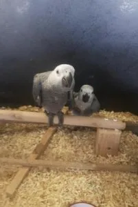 Able African Grey parrot