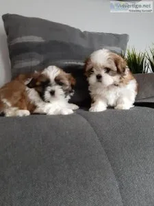 drh  Male and Female Shih Tzu puppies