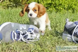 xddht   Cavalier King Charles puppies