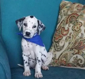 GERTE TRRSW Dalmatian puppies