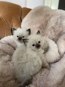 8 Beautiful Ragdoll kittens