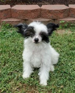 chinese crested