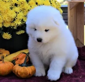 Cute samoyed puppies