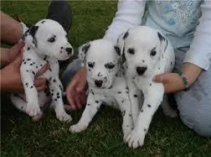 RTYU56 JKYUK Great Dane puppies