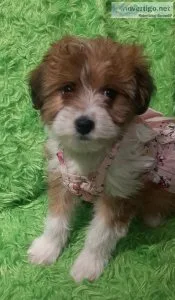 Mini Aussiedoodle