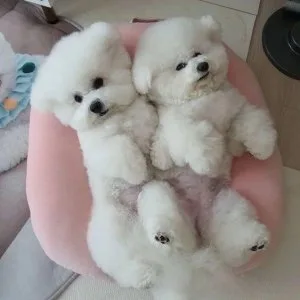 MALE AND FEMALE BICHON FRISE PUPPIES FOR CHRISTMAS