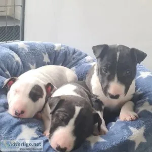 Cute Bull Terrier male and female puppies