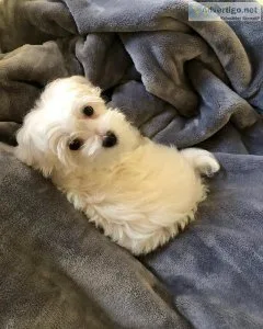 njty  Charming MALTIPOO  puppies