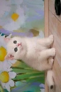 British shorthair